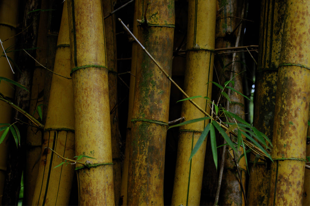 INSIGHT Bamboo Mixing Spatula