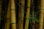 INSIGHT Bamboo Mixing Spatula
