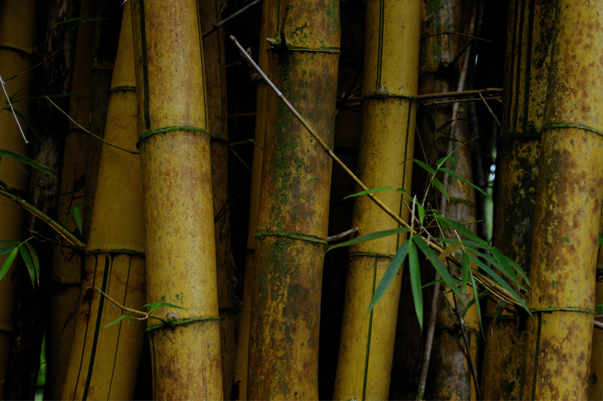 INSIGHT Bamboo Mixing Spatula